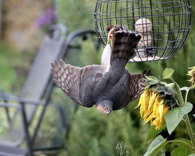sparrowhawk catching